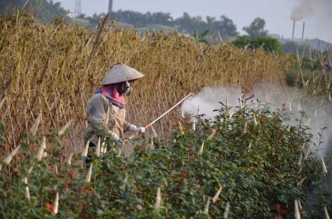 Hình ảnh người nông dân phun thuốc bảo vệ thực vật.