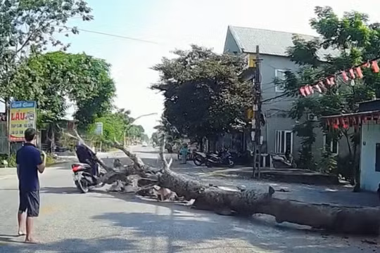 Thanh Hoá: Chặt cây không có biện pháp cảnh báo khiến một người đi đường tử vong