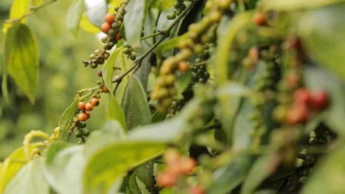 Thị trường hồ tiêu trong nước đã có phiên tăng khá mạnh ở hầu hết các tỉnh trong điểm. Ảnh minh họa.