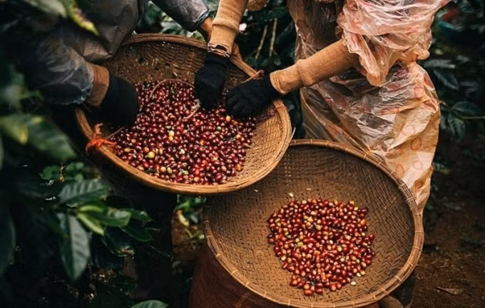 Hôm nay 18/4, giá cà phê nguyên liệu giảm 400 đồng/kg. Ảnh: TL