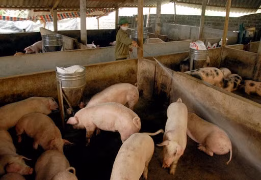Giá heo hơi hôm nay (11/4) đã rời đỉnh nhưng vẫn quanh mức 80.000 đồng/kg (Ảnh minh họa)