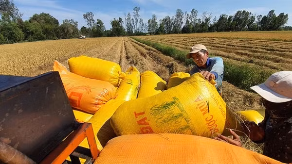 Theo Bộ Công Thương, đấu thầu hạn ngạch sẽ dẫn đến việc các doanh nghiệp lớn, có tiềm lực tài chính trúng toàn bộ hạn ngạch, tước đi cơ hội của các doanh nghiệp nhỏ. (Ảnh minh họa)