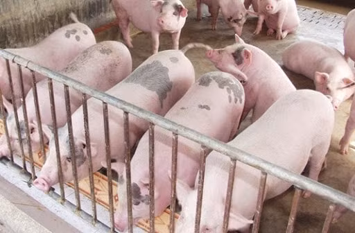 Giá heo hơi tăng vọt ngày đầu tuần, đạt đỉnh 85.000 đồng/kg (Ảnh minh họa)