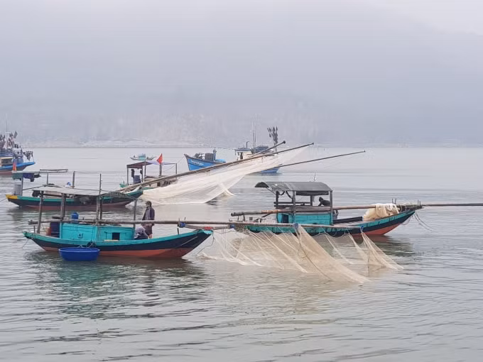 Những chiếc thuyền của ngư dân vừa ra biển đánh dã ruốc về