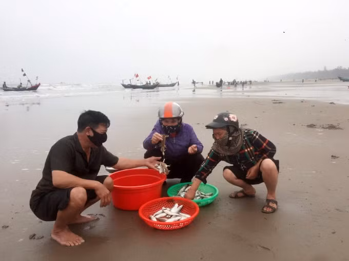 Rất nhiều loại cá được ngư dân đánh bắt gần bờ còn tươi ngon, bán được giá.