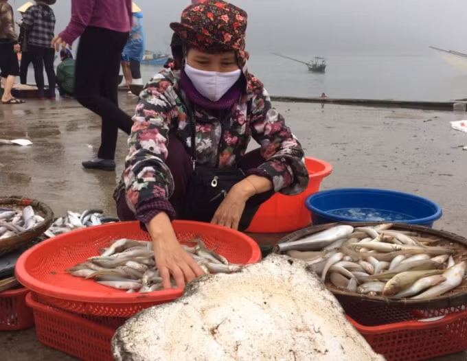 Tiểu thương thu mua cá để mang ra chợ bán.