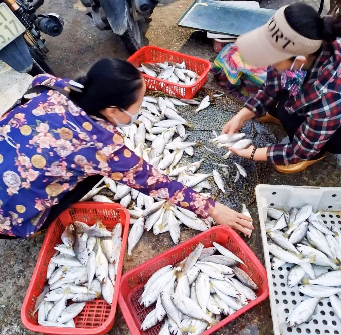 Cá được vận chuyển lên bờ để tiêu thụ.