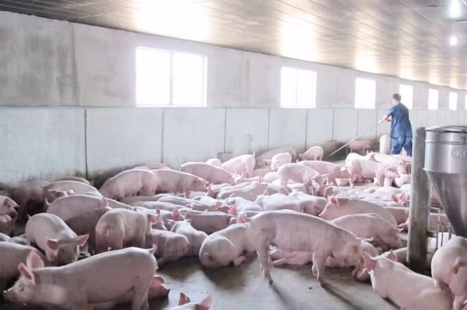 Cuối tuần, miền Nam vẫn giữ mức giá heo hơi cao nhất cả nước là 80.000 đồng/kg (Ảnh minh họa)
