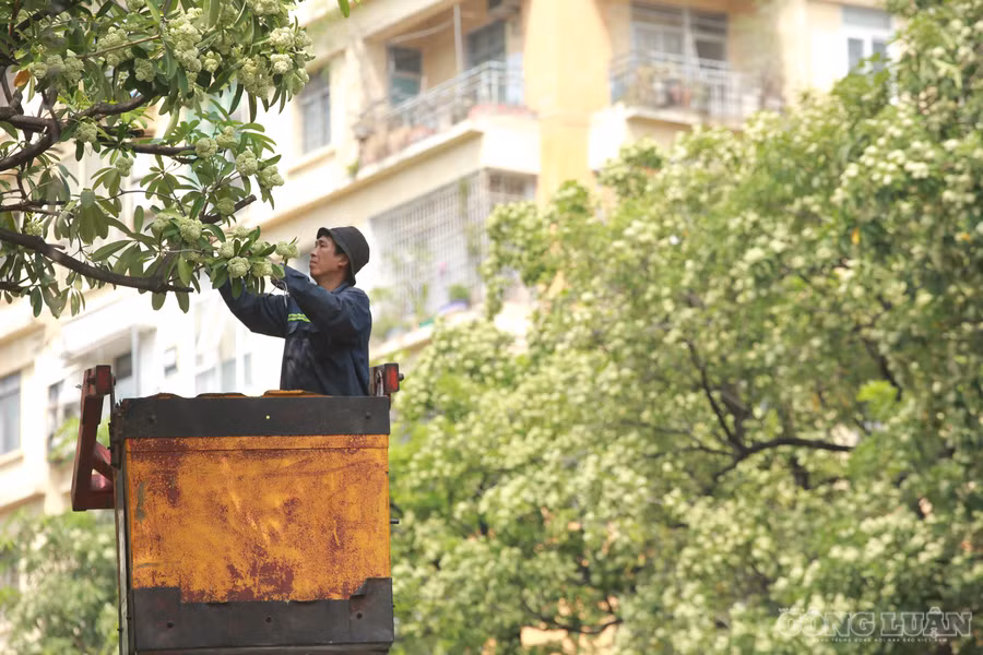 Hà Nội cắt tỉa 992 cây hoa sữa trên 13 tuyến đường