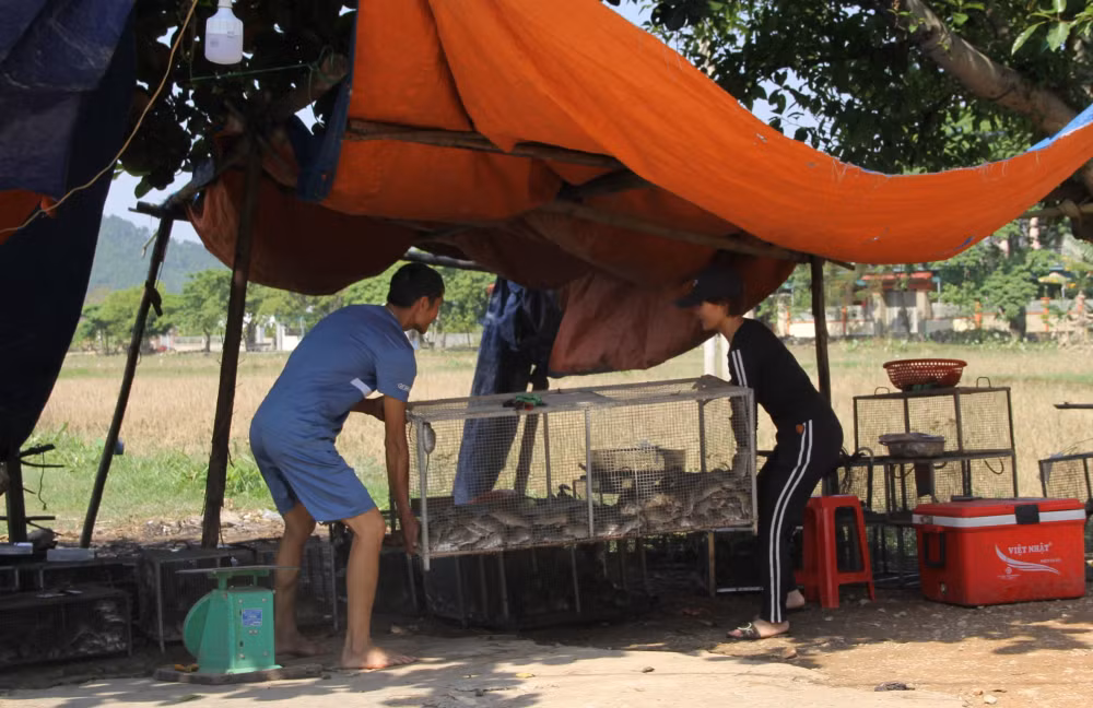 thu vi nghe san loai vat chuyen pha hoai mua mang hinh 3