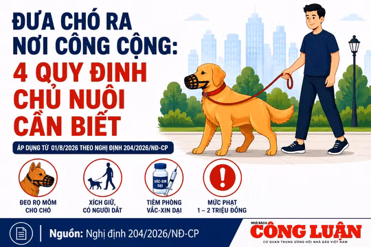 Đưa chó ra nơi công cộng: 4 quy định chủ nuôi cần biết