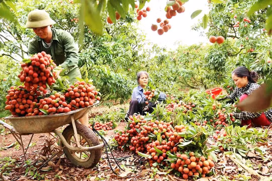 Bắc Ninh phát động cuộc thi quảng bá vải thiều trên nền tảng số, tổng giải thưởng 39 triệu đồng