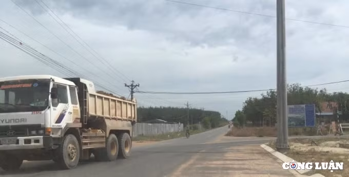 xe ben cho dat cat un un tu trong rung cao su o binh thuan hinh 9