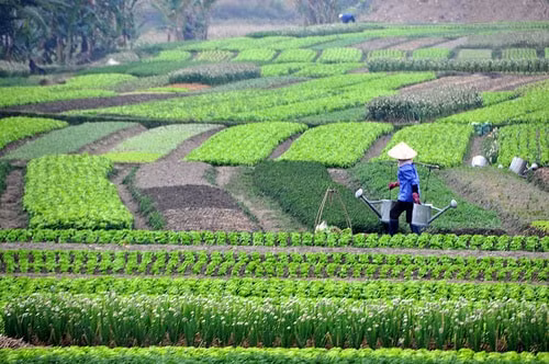 bo truong le minh hoan chuyen doi mo hinh tang truong nong nghiep la cap bach hinh 2