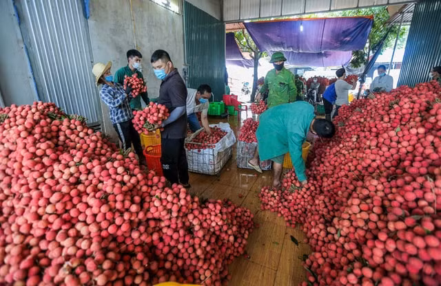 103 thuong nhan trung quoc duoc phep nhap canh den bac giang de thu mua vai thieu hinh 1