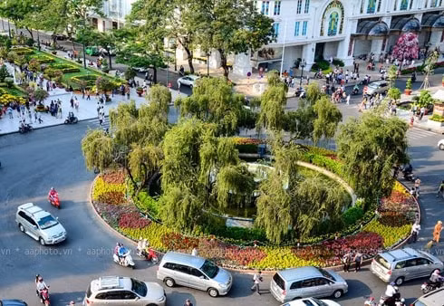 se hoi sinh bung binh cay lieu 100 nam tuoi tren pho di bo nguyen hue hinh 1