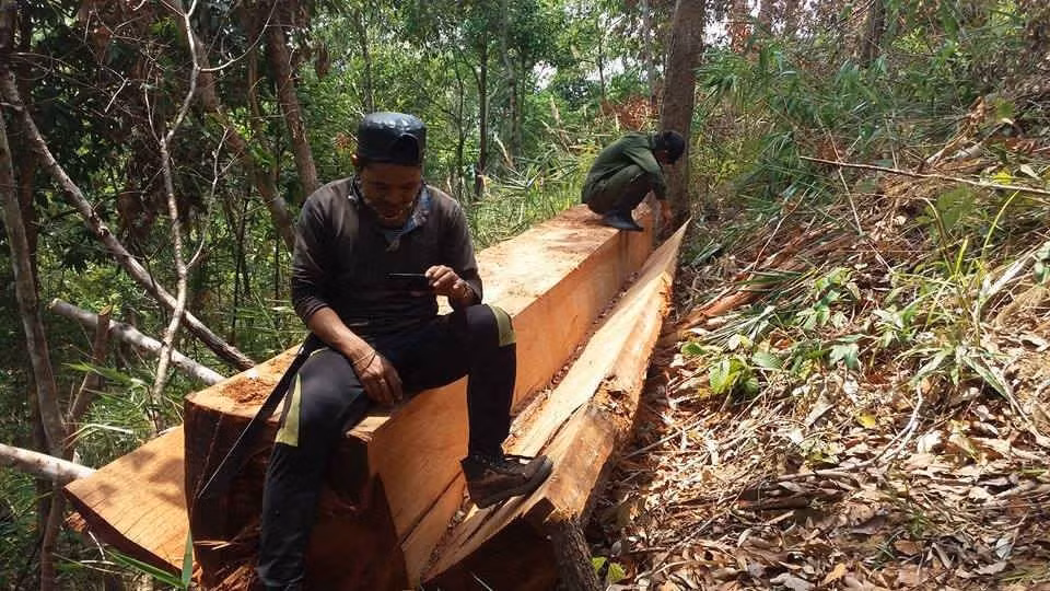khan truong dieu tra xu ly nghiem vu pha trang hon 22 ha rung phong ho tai gia lai hinh 1