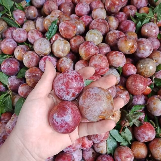 nhung loi ich khong ngo cua man doi voi suc khoe hinh 1