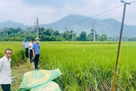 Lào Cai: Khởi tố đối tượng bất cẩn làm 2 phụ nữ bị điện giật tử vong