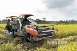 Ninh Bình: Năng suất lúa vụ Đông xuân ước đạt 66,81 tạ/ha