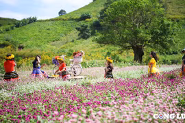 Gia Lai: Khai mạc Tuần lễ Hoa dã quỳ - Núi lửa Chư Đang Ya 2024