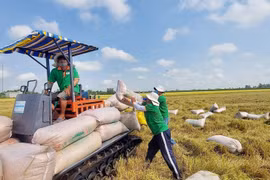 Indonesia đang thiếu gạo nghiêm trọng, cơ hội cho ngành nông nghiệp Việt Nam