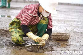 Cào ngao trên đảo Nẹ: Mồ hôi rơi vùng biển mặn