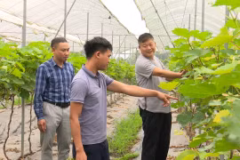 Hà Nội: Nhiều mô hình hay không để lãng phí, hoang hóa đất ruộng