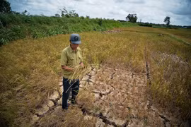 Miền Trung chống chọi hạn hán khốc liệt, Đồng bằng sông Cửu Long đối diện xâm nhập mặn kéo dài
