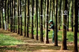 Cao su Tây Ninh (TRC) lợi nhuận gia tăng nhờ đầu ra tăng giá