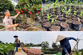 Làng cây cảnh Phụng Công - Hưng Yên nỗ lực hồi sinh vườn cây cảnh phục vụ Tết