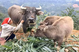 Lào Cai: Chỉ đạo khẩn các biện pháp ứng phó với giá rét đang tràn về