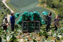 Món kim chi của Hàn Quốc có thể 'biến mất' vì biến đổi khí hậu