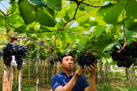 Gia Lai: Chàng kỹ sư trẻ ươm mầm giống nho trên đất cằn