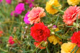 Chuyện tình “Hoa mười giờ”