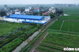 Thái Thụy (Thái Bình): Phát hiện doanh nghiệp xây dựng nhà xưởng hàng nghìn m2 trên đất nông nghiệp