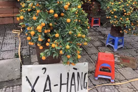 Thanh Hoá: 28 Tết, người buôn đào, quất đồng loạt xả hàng