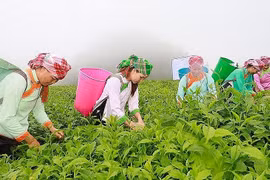 Linh hoạt nhiều giải pháp thúc đẩy chính sách tín dụng cho đồng bào dân tộc thiểu số Lào Cai 