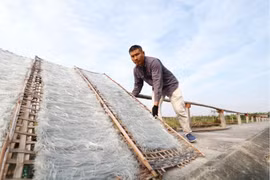 Làng miến Đông Thọ (Thái Bình) tất bật vào vụ Tết