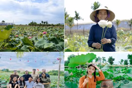 Thành Sen tỏa ngát… hương sen!