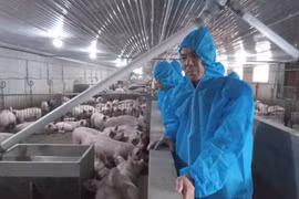 Đình chỉ hoạt động trang trại chăn nuôi lợn công nghệ cao của Công ty Agri-Vina từ ngày 30/7