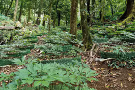 Kon Tum: Mở rộng phạm vi bảo hộ chỉ dẫn địa lý 'Ngọc Linh' cho sâm củ
