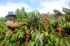 Giá cà phê bất ngờ giảm sốc, nông dân "đánh rơi" hàng trăm triệu đồng