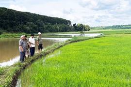 Nam Định: Tăng cường các biện pháp phòng, chống nắng nóng, hạn hán, thiếu nước, xâm nhập mặn
