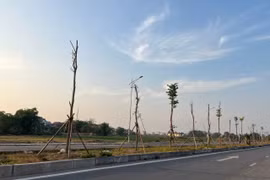 Hàng cây tiền tỷ xác xơ trên đường trục Bắc Nam huyện Hiệp Hòa (tỉnh Bắc Giang)