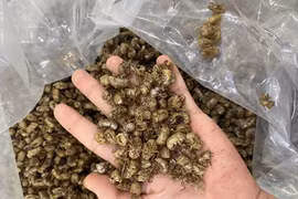 Xác ve sầu đầu mùa được “hét” giá 2,5 triệu đồng/kg