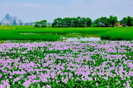 Ký ức về hoa lục bình