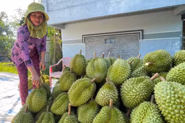Vì sao giá sầu riêng giảm sâu?