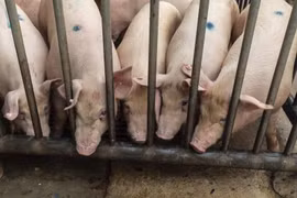 Các công ty Trung Quốc đang tìm cách điều tra bán phá giá đối với thịt lợn EU