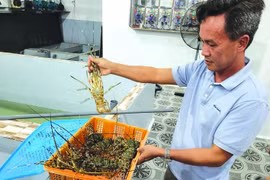 Xuất khẩu tôm hùm tăng gấp 27 lần
